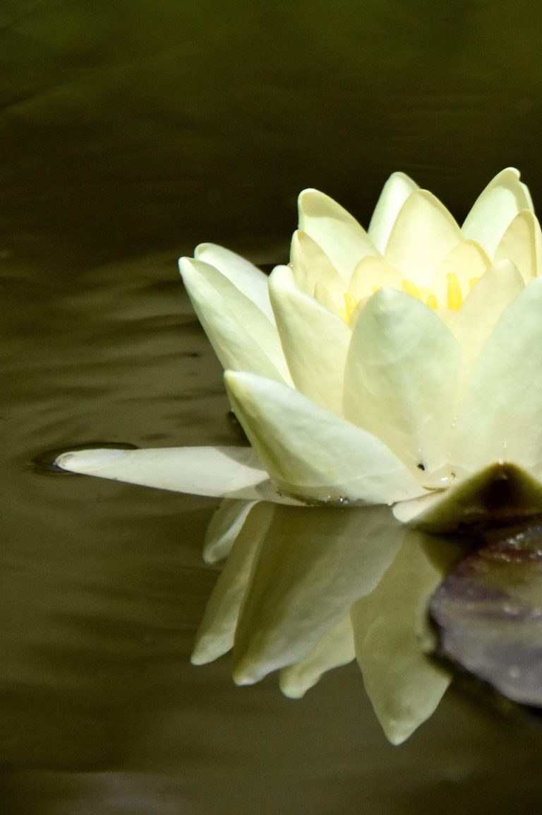 Eine große offene hellgelbe Lotusblume schwimmt auf dem Wasser.