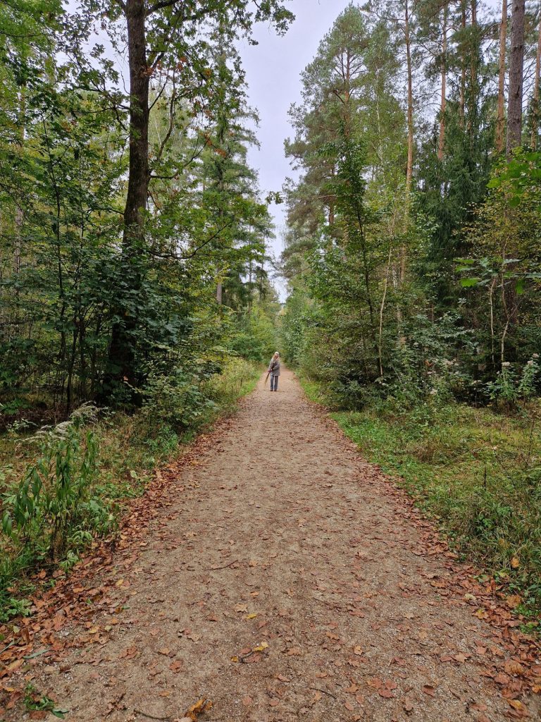 Ein langer Waldweg gesäumt von hohen Bäumen. Am Ende in der Ferne eine Person.