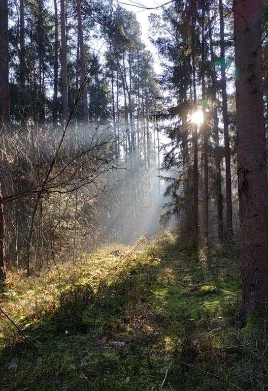 Bäume und Wiese im Wald. Zwischen den Bäumen sieht man die Sonne und die Sonnenstrahlen.