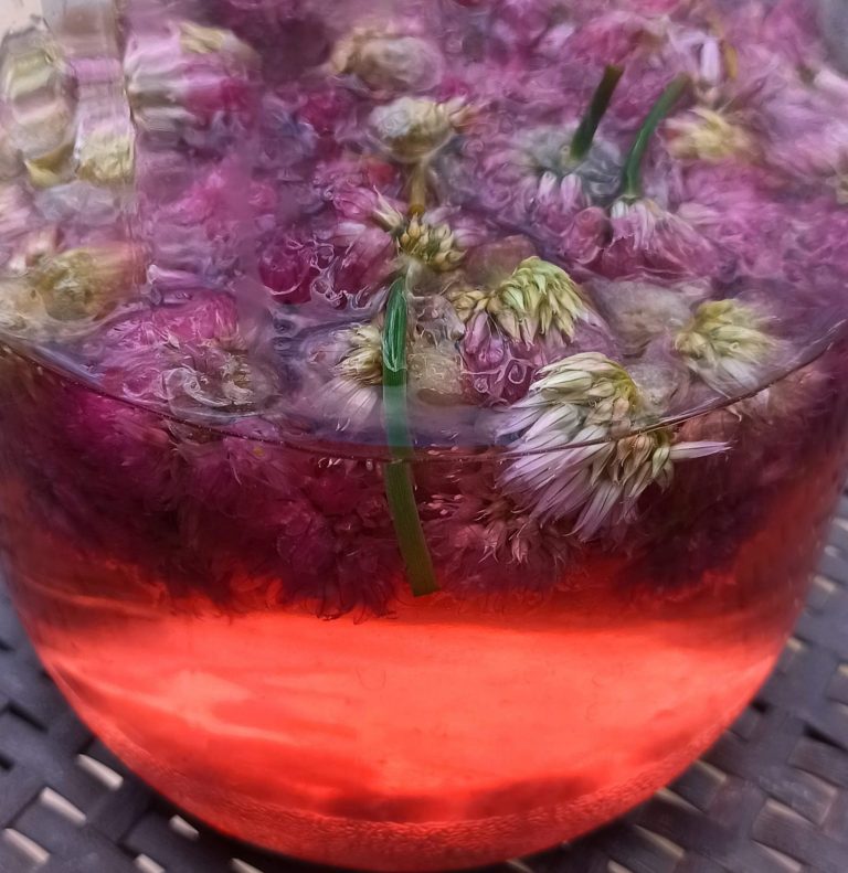 Ein großes Glasgefäß in dem sich viele lilafarbene Schnittlauchblüten in Essig schwimmend befinden. Der Essig ist dadurch rötlich gefärbt.