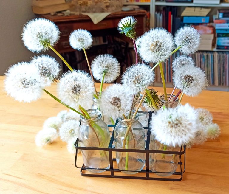 Ein kleiner Ständer in dem sich viele aufgeblühte Löwenzahnblüten stehend befinden.n