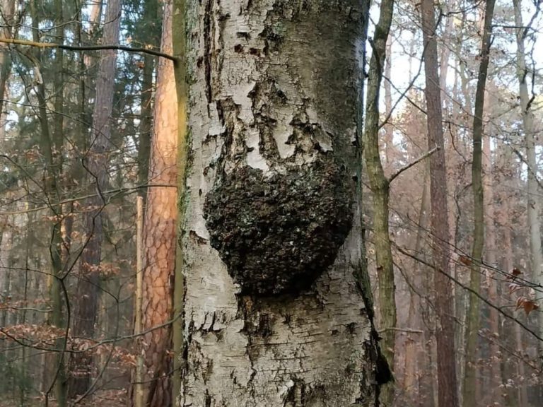 Ein Stamm von einer Brike. Ein Auswuchs in Form eines Herzens ist zu sehen.