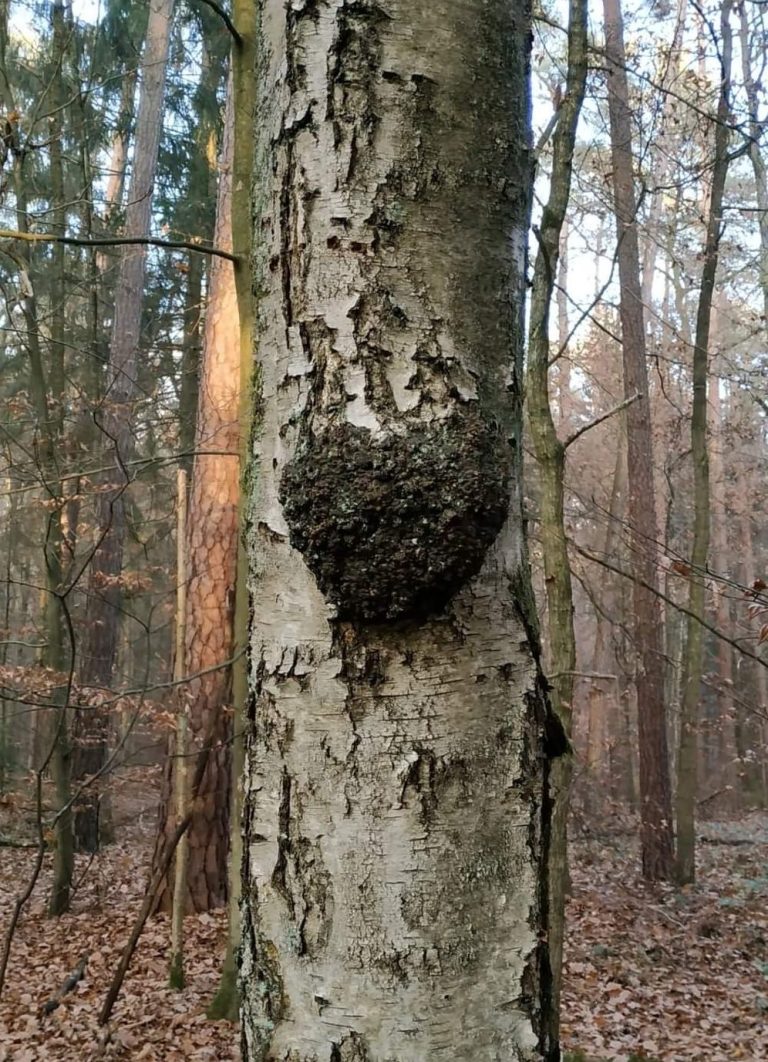 Ein Birkenstamm mit einem herzförmigen Auswuchs darauf.