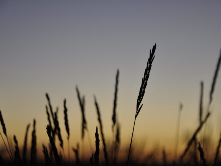 Vereinzelte Gräser zeichnen sich dunkel im Vordergrund ab. Im Hintergrund sieht man die Abenddämmerung.