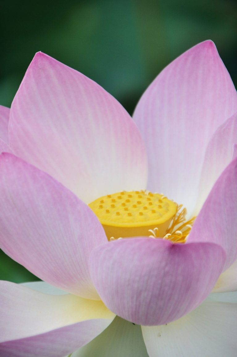 Eine große offene rosafarbene Lotusblume mit ihren gelben Stempel ist in Nahaufnahme zu sehen.