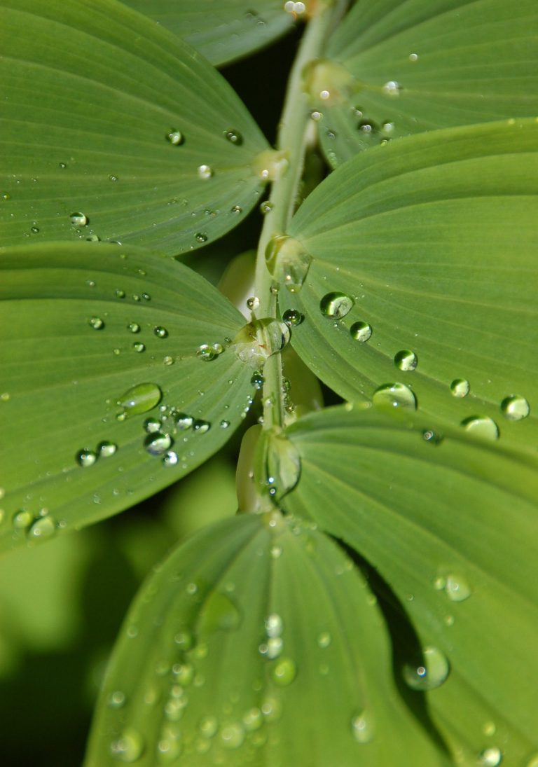 Grüne Blätter mit Wassertropfen, die an der Oberfläche haften.