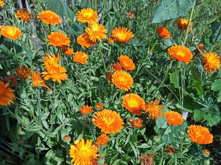 Ein Beet voller orangefarbener Ringelblumen.